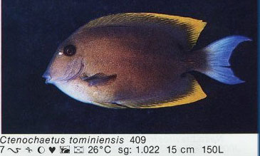 Ctenochaetus tominiensis